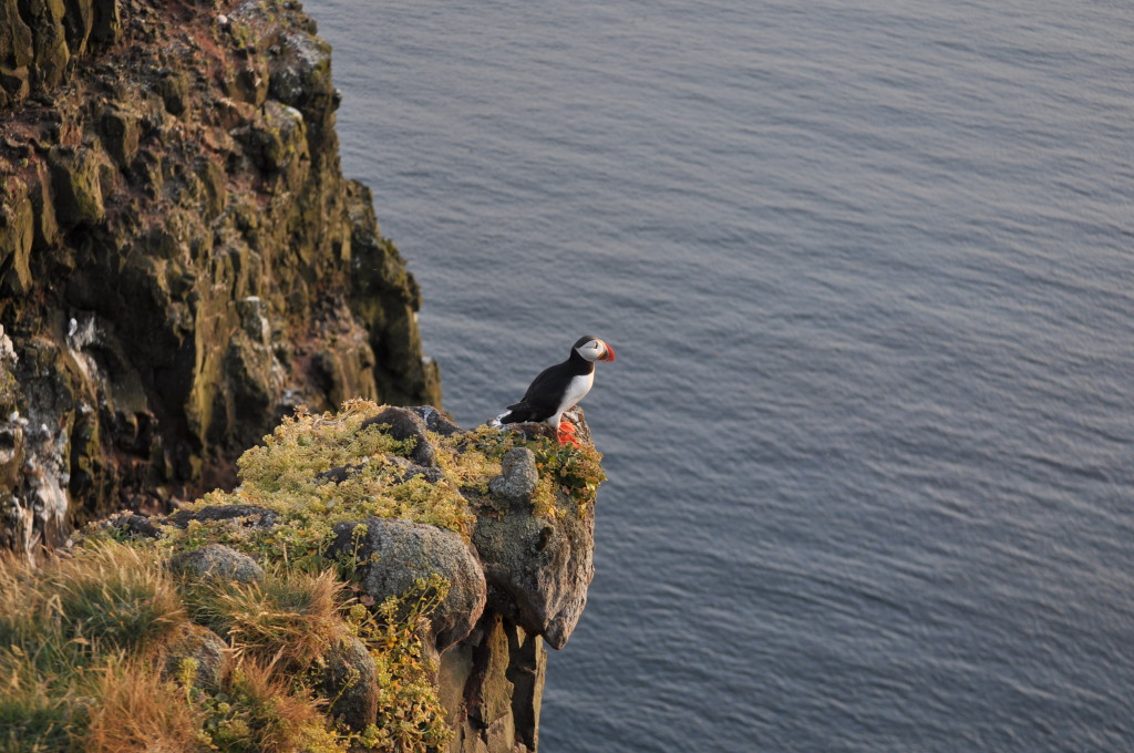 Låtrabjarg, the westernmost point in Europe, and home to well over a million seabirds, including a host of precocious Puffins.