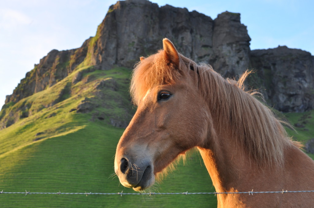 Part-magical horses live at Petúrsey.