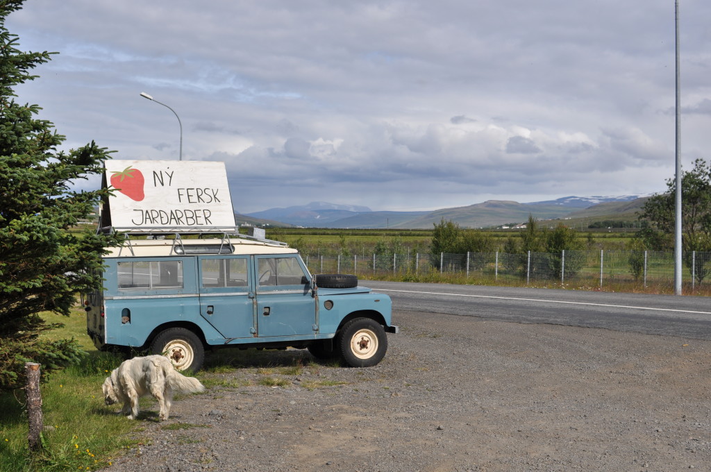 I picked up some hitchhikers my first day and we visited a strawberry farm near Reykholt.